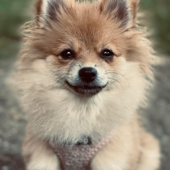 Meet your Posher, Pamela - Picture 4 of 5